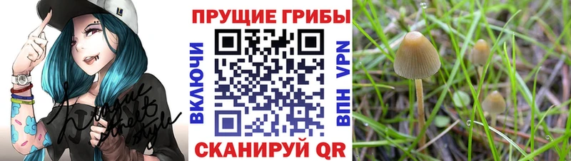 Купить закладки Бобров Галлюциногенные грибы Psilocybine cubensis